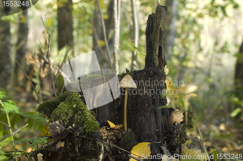 Image of Poisonous toadstool