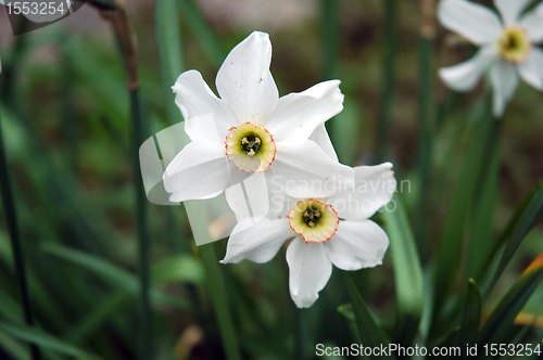 Image of Narcissus