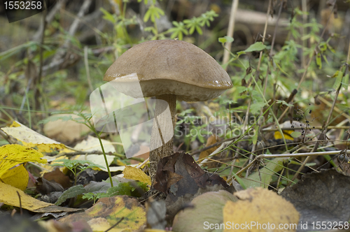 Image of Birch mushroom. Leccinum scabrum