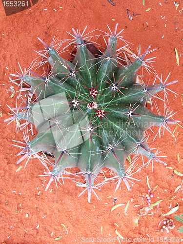 Image of Big Round Cactus 