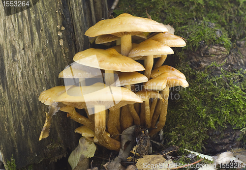 Image of Hypholoma fasciculare