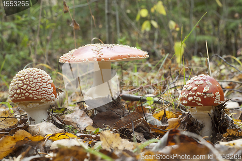 Image of Fly agaric. Amanita muscaria mashroom 