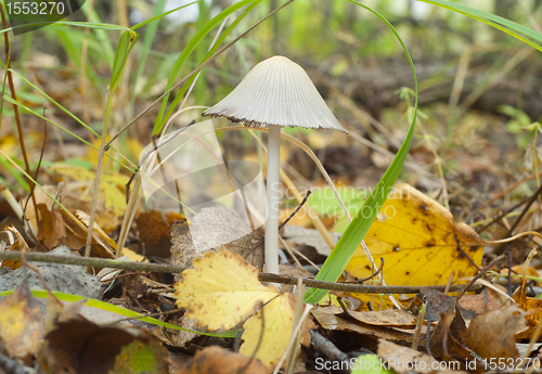 Image of Poisonous toadstool