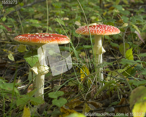 Image of Fly agaric. Amanita muscaria mashroom