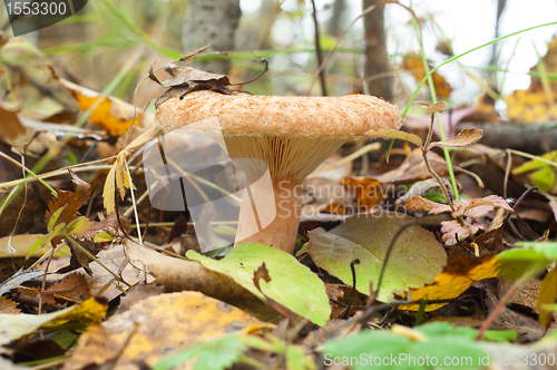Image of Lactarius torminosus. Edible mushroom 