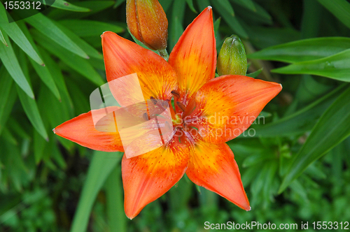 Image of Lilium