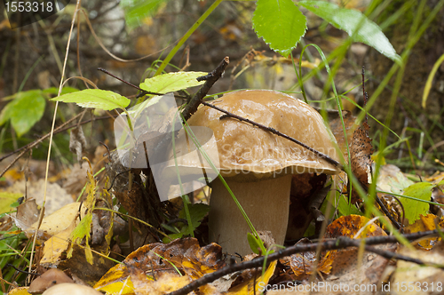 Image of Boletus edulis. Edible mushroom