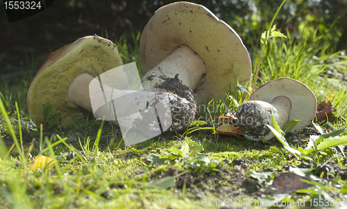 Image of Boletus edulis. Edible mushroom