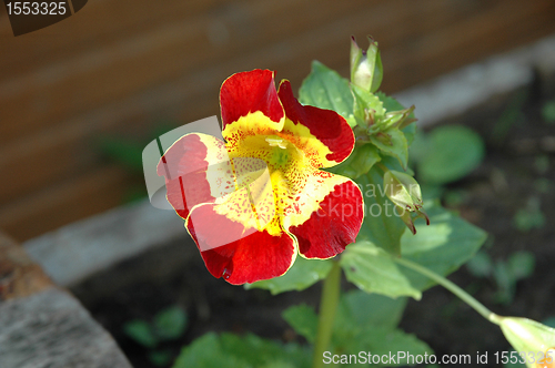 Image of Mimulus