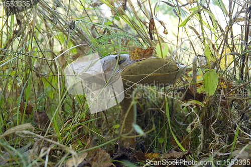 Image of Birch mushroom. Leccinum scabrum