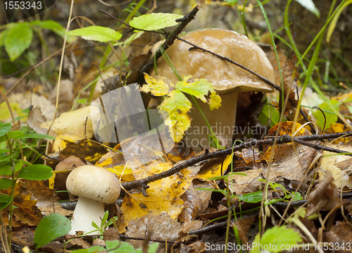 Image of Boletus edulis. Edible mushroom