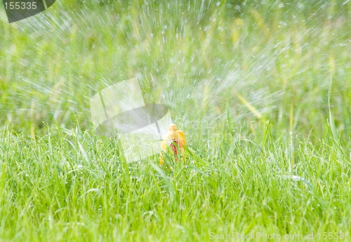 Image of Water sprinkler on green lawn