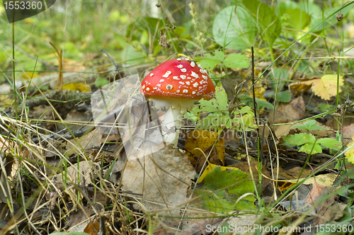 Image of Fly agaric. Amanita muscaria mashroom