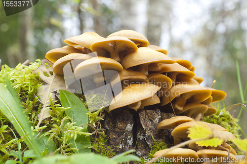 Image of Hypholoma fasciculare