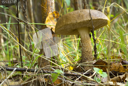 Image of Birch mushroom. Leccinum scabrum