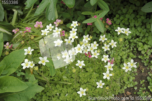 Image of Saxifraga