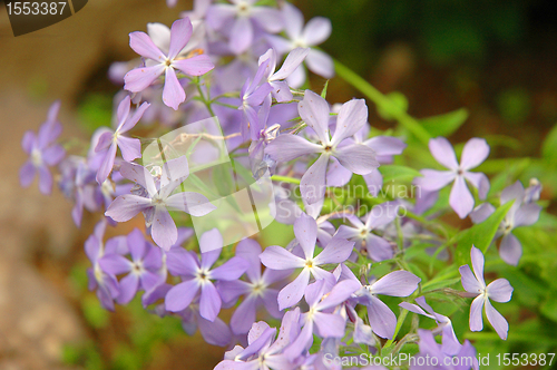 Image of Phlox