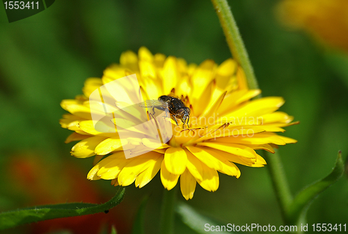 Image of The fly sitting on a flower