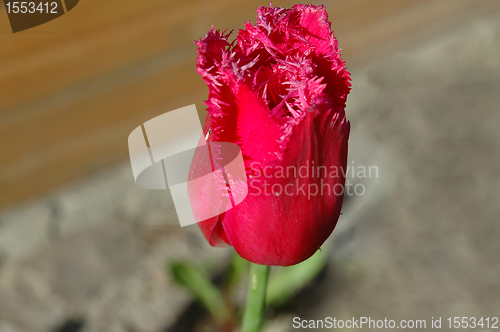 Image of The tulip