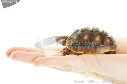 Image of Red Footed Tortoise in Hand