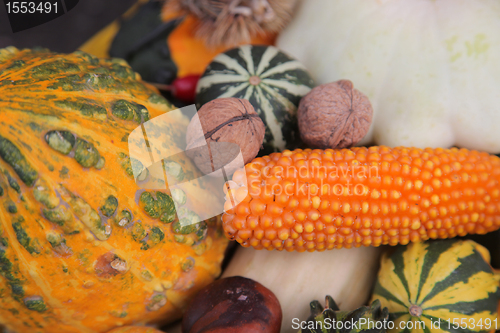 Image of Autumn Harvest