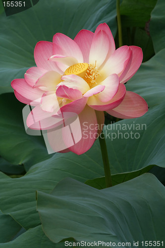 Image of Glorious Lotus Blossom