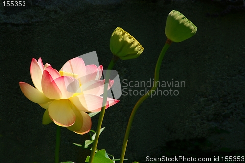 Image of Sunlit Lotus with Seed Heads