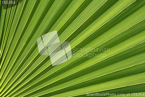 Image of Palmetto Abstract