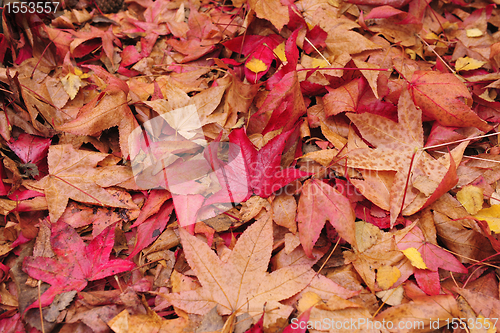 Image of autumn leaves on the ground