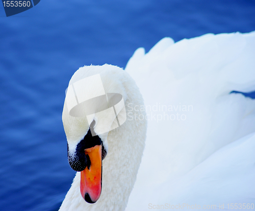 Image of Swan on lake water
