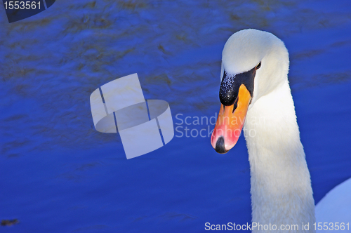 Image of Swan on lake water