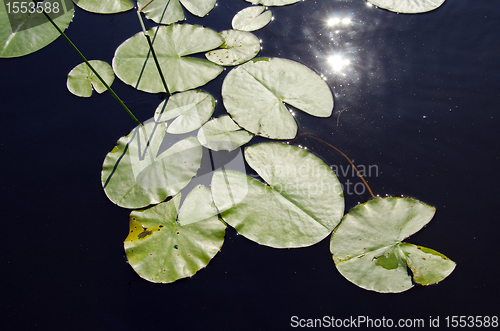 Image of closeup lake water, lily leave sun reflection 