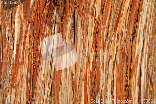 Image of Bark