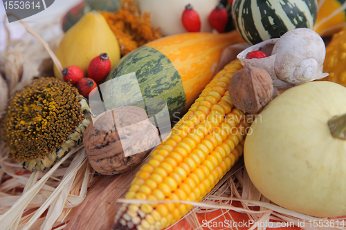 Image of Autumn Harvest