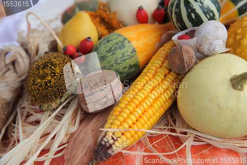 Image of Autumn Harvest