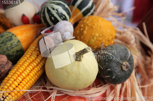 Image of Autumn Harvest