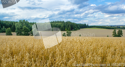 Image of Summer landscape with field and meadow