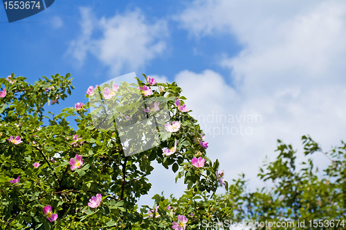 Image of blossom of Fructus cynosbati