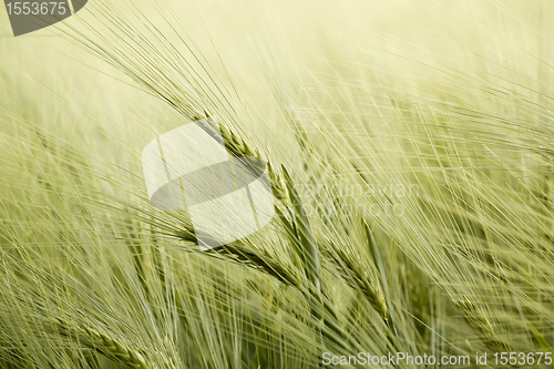 Image of detail of organic green grains in summer time