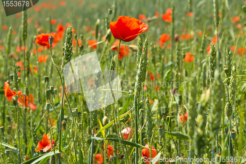 Image of detail of green wheat with red poppies