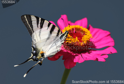 Image of butterfly on flower