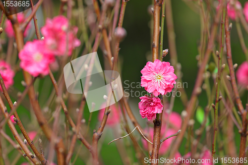 Image of peach blossom , decoration flower for chinese new year