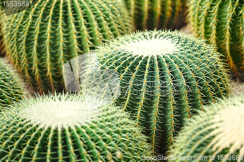 Image of cactus