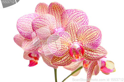 Image of Pink orchid on white background