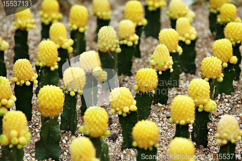 Image of Cactus