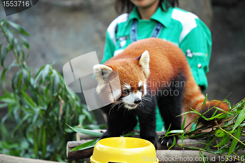 Image of Red Panda