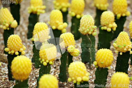 Image of Cactus