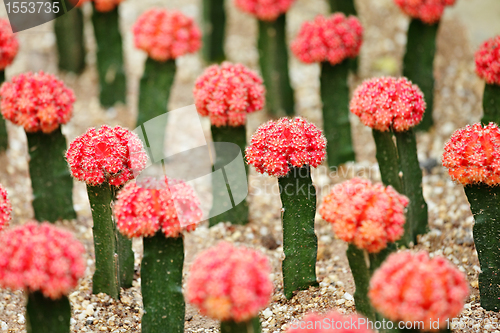 Image of Cactus