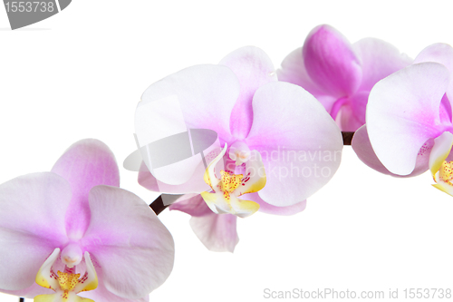 Image of orchid flower on white