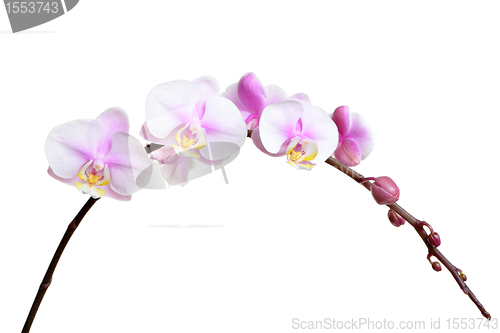 Image of orchid flower on white